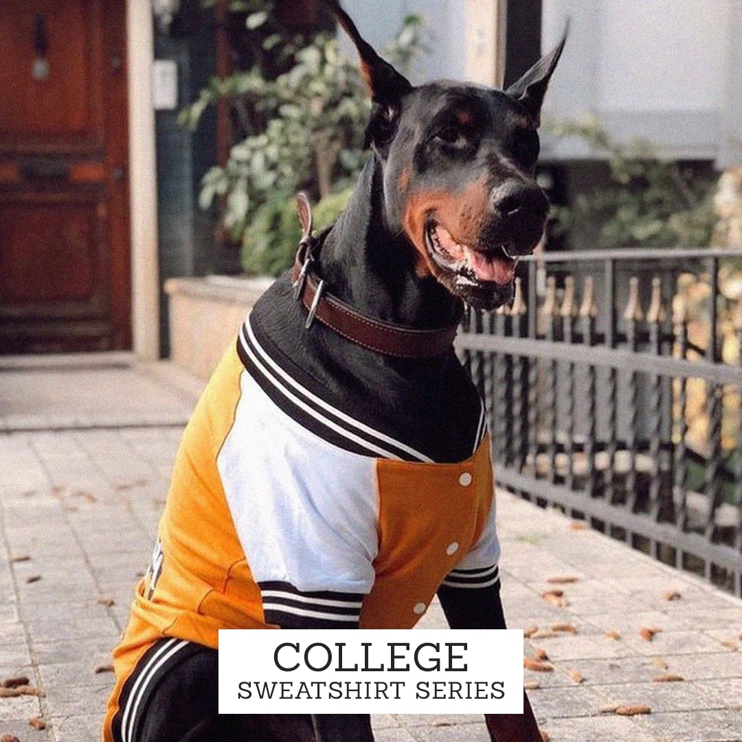 College Köpek Sweatshirt